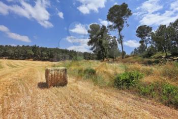 Rural pastoral. A stack of slanted wheat in a kibbutz  field. Spring in Israel