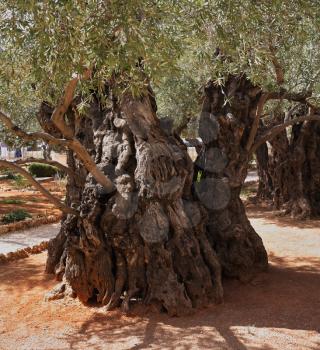 One of the eight very ancient olive trees in the Garden of Gethsemane. Eternal holy Jerusalem