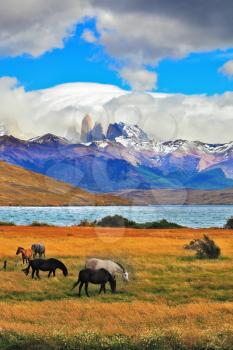  On the horizon, towering cliffs Torres del Paine.  Gray and black horse grazing in a meadow near the lake