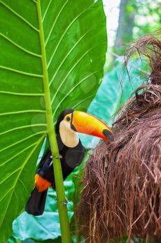  Large bird with bright plumage and a huge yellow beak. Toco toucan in the reserve of exotic tropical birds