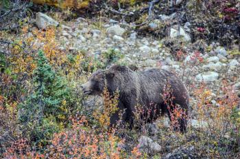 Autumn forest in Jasper National Park, Canada. Big brown bear looking for nuts, roots and stems of grass next to the road