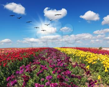 The field of flowers. Flies over a field flock of cranes. Flowers grow stripes of different colors - red, pink, maroon and yellow