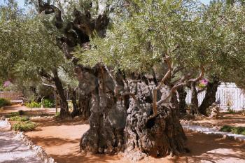 Ancient Jerusalem. Footpath between old olives in the Garden of Gethsemane. Place of prayer of Jesus before arrest