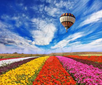 Elegant multi-color rural fields with flowers. Over field the huge air balloon flies