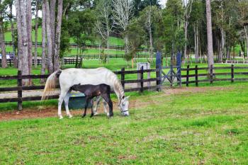 White horse and a bay foal grazing in a green fenced lawn. Pension for breeding purebred Arabian horses