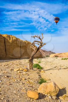 Huge multi-colored balloon over the hot desert. Stone desert near the seaside resort of Eilat. Bizarrely dried curved wood