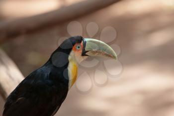 Large bird with bright plumage and a huge beak. Toucan in American zoo of exotic tropical birds