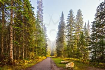 Morning mist on the Emerald Lake, Yoho National Park, Canada. Alley in the coniferous forest