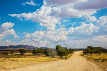 Dirt road in the African steppe. Along the road grow lush green trees. Travel to Namibia