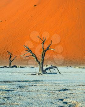 The bottom of dried lake Deadvlei. Picturesque ancient dried-up tree. Namibia, ecotourism in Namib-Naukluft National Park