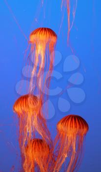 Dark-blue water in the aquarium beautifully highlighted. Four small picturesque orange-red jellyfish floating gracefully
