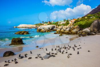 The sandy beach on the Atlantic coast of Africa. Boulders Penguin Colony in the Table Mountain National Park. African black-white penguins. The concept of  ecotourism