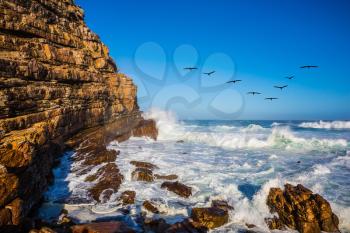 Powerful ocean surf in the Atlantic Ocean. The Cape of Good Hope - the most extreme southwest point of Africa. Pack of migratory birds at sunset. The concept of active tourism