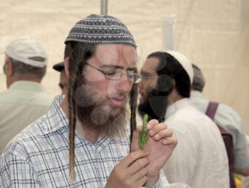 JERUSALEM, ISRAEL - SEPTEMBER 18, 2013: Young religious Jew with long sidelocks carefully chooses ritual plant - myrtle for Sukkot