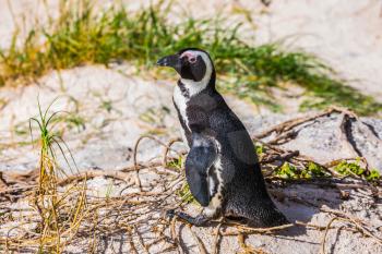 Penguin on coastal sand. Boulders Penguin Colony, National Park Table Mountain. South Africa
