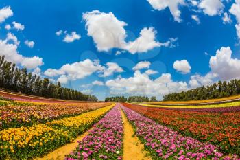 Farm field of beautiful flowers. Garden buttercups bloom in bright colors. The concept of eco-tourism