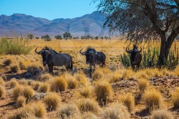Small herd of wildebeest grazing in the savannah. Dirt road in the African steppe. The concept of exotic tourism in Namibia