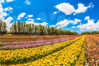 The concept of eco-tourism. Farm field of beautiful flowers. Garden buttercups bloom in bright colors. Walk on a sunny day