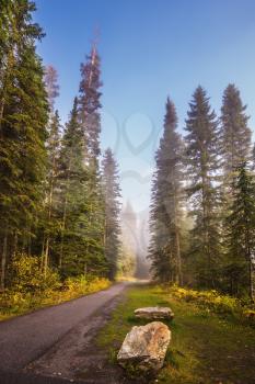 Alley in the coniferous forest. Morning mist on the Emerald Lake, Yoho Park, Canada