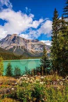 Solar morning in Rocky Mountains. Blossoming glade in the forest on Emerald Lake. Yoho National Park, Canada