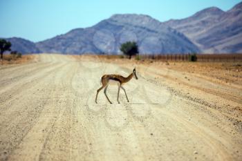 Dirt road in the African steppe. Impala antelopes cross the road. The concept of exotic tourism. Travel to Namibia