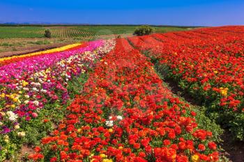 Elegant multi-color rural fields with flowers. Buttercups grow bright colored stripes- red, pink, yellow and purple