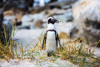 Boulders Penguin Colony, National Park Table Mountain, South Africa. Lively penguin
