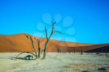 Scenic dried trees among the giant orange sand dunes. The dried lake Deadvlei. Namibia, ecotourism in Namib-Naukluft National Park