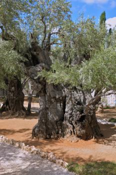 Eternal holy Jerusalem. One of the eight very ancient olive trees in the Garden of Gethsemane