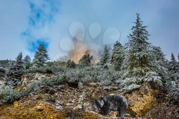  large black bear standing on the hillside. Wet road and pine forest in the mountains are covered with the first snow