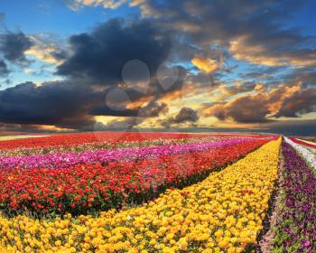 Spring thundercloud closes the sky. Buttercups blooming garden. Farmers field with flowers grown for export sales