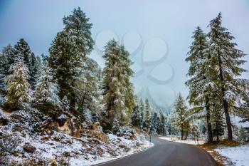 Wet road to the pass Giau. Dolomites in Northern Italy. Fir forest covered with the first snow