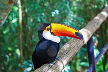 Large bird with bright plumage and a huge yellow beak. Toco toucan in a zoo of exotic tropical birds