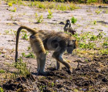 Chobe National Park in Botswana. The baboons at a watering place on large river. The concept of extreme and exotic tourism in Okavango Delta