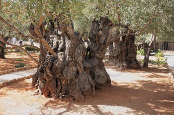 Eternal holy Jerusalem. Very ancient olive trees in the Garden of Gethsemane