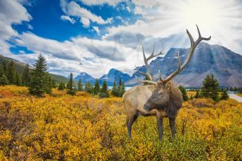  The picturesque Rocky Mountains and lush autumn yellow and orange vegetation. Red deer on the bank of azure lake 