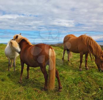 Beautiful and well-groomed horse chestnut and white suit on free ranging. Icelandic horses on the shore of the fjord