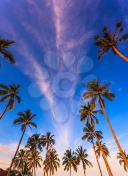  Walkway to the sea surrounded by palm trees. Popular resort on the island of Koh Samui. Rest of the Andaman Sea