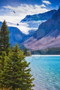  Rocky Mountains of Canada on Lake Bow. Glacier Crowfoot glows in bright sunlight. The lake is surrounded with rocks and fir-trees