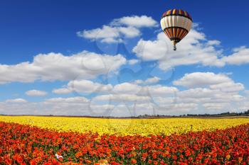 The multi-color balloon slowly flies over blossoming fields of garden buttercups. Concept of extreme and rural tourism. Light clouds portend a warm day
