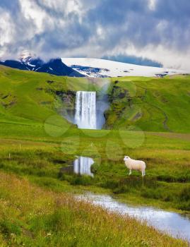 Grand waterfall Skogafoss in Iceland. White sheep grazing on a green meadow in front of a waterfall