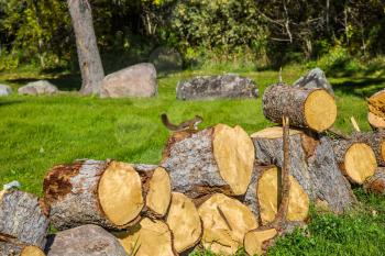 Forest in Pinawa Provincial Heritage Park. On the stump sits small squirrel. The firewood prepared for the winter