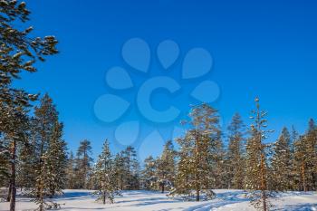  In deep snow there are blue shadows. Snowy northern winter in sunny frosty day in Lapland. The concept of active and extreme tourism