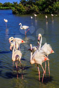 Flock of adorable pink flamingos. Exotic birds standing in a shallow lake. Sunset in the Camargue national park. Rhone Delta, Provence, France