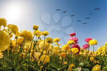 Magic country of the sun, sky and flowers. Migratory birds flying high in the sky. The southern sun illuminates the fields of buttercups