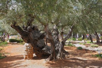 Footpath between old olives in the Garden of Gethsemane. Place of prayer of Jesus before arrest