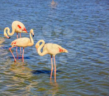 Evening light in the National Park of the Camargue, France. Flock of pink flamingos arranged to sleep