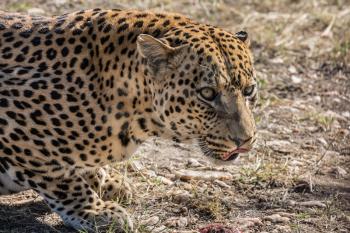 African spotted leopard resting after feeding. Large predator in the wild savannah. Travel to Namibia. The concept of exotic and extreme tourism