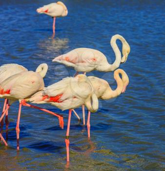 Evening light in the National Park of the Camargue, Provence, France. Flock of pink flamingos arranged to sleep