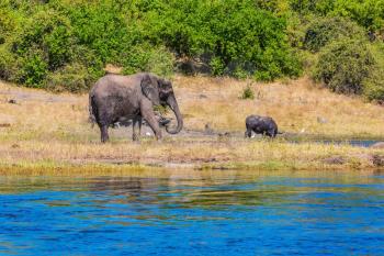 Herd of elephants adults and cubs crossing river in shallow water. Watering in the Okavango Delta. The concept of active and exotic tourism. Chobe National Park in Botswana